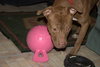 Reno-ADOPTED-1.18.15