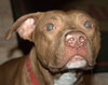 Reno-ADOPTED-1.18.15