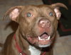Reno-ADOPTED-1.18.15