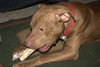 Reno-ADOPTED-1.18.15