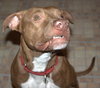 Reno-ADOPTED-1.18.15