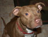 Reno-ADOPTED-1.18.15