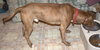 Reno-ADOPTED-1.18.15