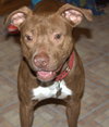 Reno-ADOPTED-1.18.15
