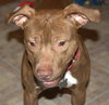 Reno-ADOPTED-1.18.15