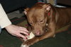 Reno-ADOPTED-1.18.15