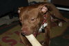 Reno-ADOPTED-1.18.15