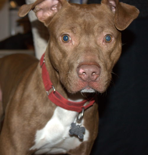 Reno-ADOPTED-1.18.15