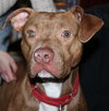 Reno-ADOPTED-1.18.15