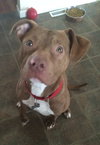 Reno-ADOPTED-1.18.15