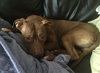 Reno-ADOPTED-1.18.15