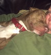 Reno-ADOPTED-1.18.15