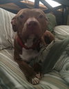 Reno-ADOPTED-1.18.15
