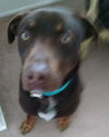 Coco-ADOPTED-6.28.15