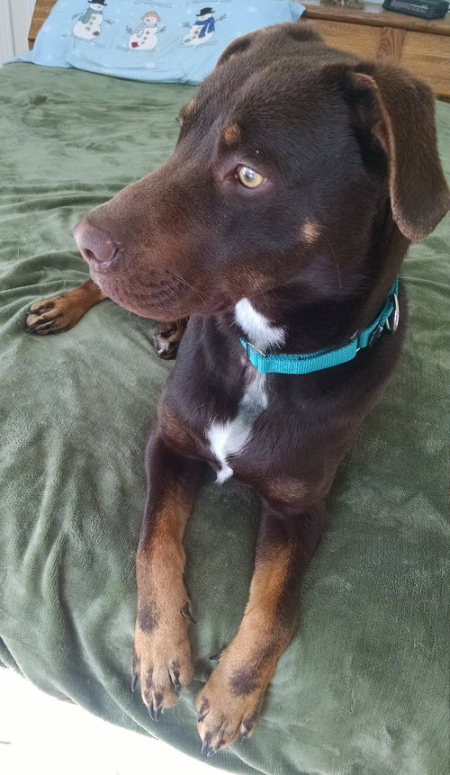 Coco-ADOPTED-6.28.15