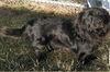 Romeo - ADOPTED 01.18.15