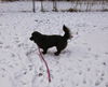 Romeo - ADOPTED 01.18.15