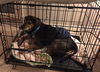 Trigger-ADOPTED-1.23.15