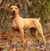 Nutmeg-ADOPTED-1.24.15