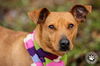 Nutmeg-ADOPTED-1.24.15