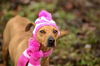 Nutmeg-ADOPTED-1.24.15