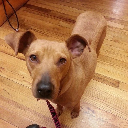 Nutmeg-ADOPTED-1.24.15