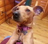 Nutmeg-ADOPTED-1.24.15