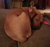 Nutmeg-ADOPTED-1.24.15
