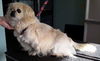 Mimi - ADOPTED 01.25.15