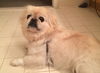 Mimi - ADOPTED 01.25.15