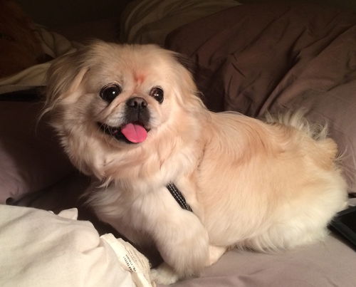 Mimi - ADOPTED 01.25.15