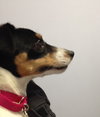 Porsha - ADOPTED 10.13.17