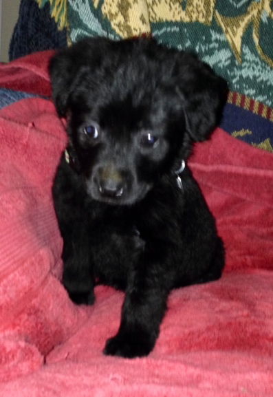 Misty - ADOPTED 01.19.15