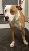 Howi-ADOPTED-5.5.15