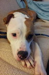 Howi-ADOPTED-5.5.15