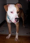 Howi-ADOPTED-5.5.15