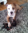 Howi-ADOPTED-5.5.15