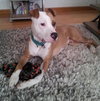 Howi-ADOPTED-5.5.15