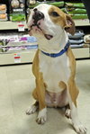 Howi-ADOPTED-5.5.15