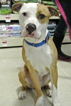 Howi-ADOPTED-5.5.15