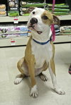 Howi-ADOPTED-5.5.15