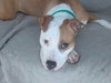 Howi-ADOPTED-5.5.15