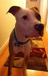 Howi-ADOPTED-5.5.15