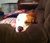 Howi-ADOPTED-5.5.15