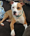 Howi-ADOPTED-5.5.15