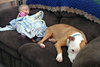 Howi-ADOPTED-5.5.15
