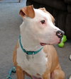 Howi-ADOPTED-5.5.15