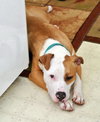 Howi-ADOPTED-5.5.15