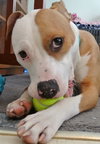 Howi-ADOPTED-5.5.15