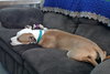 Howi-ADOPTED-5.5.15